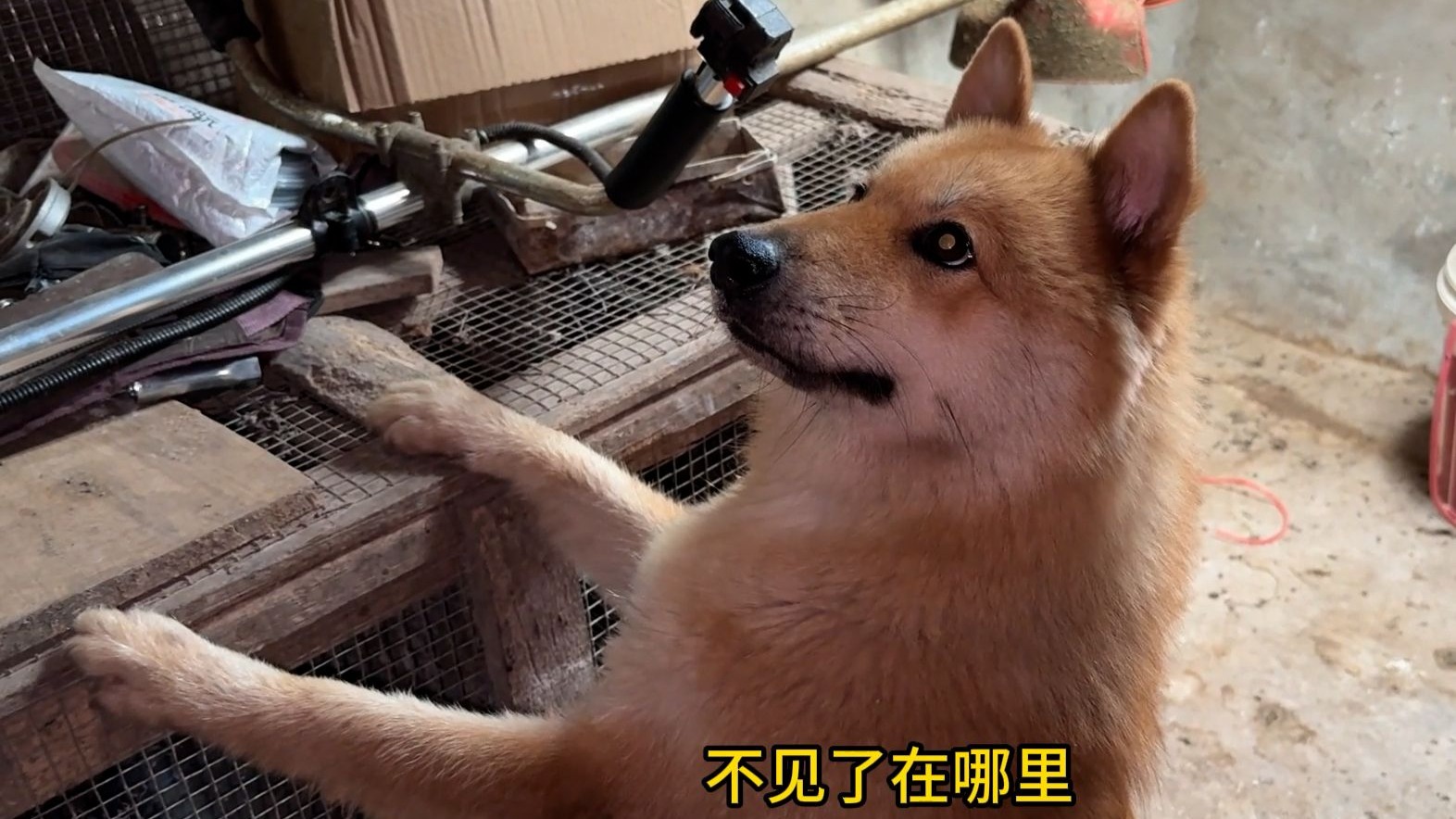 狗子：你看，你把老鼠吓跑了