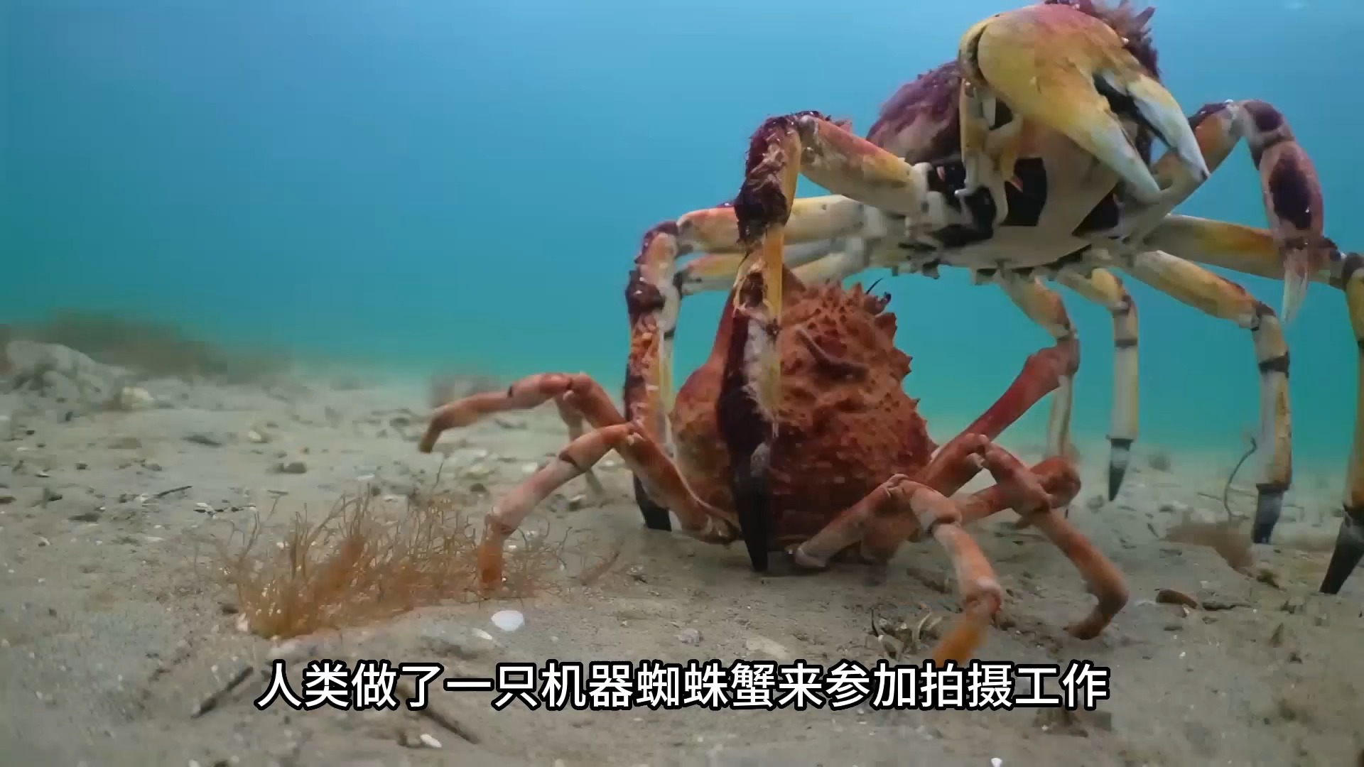 蛛蟹群和4米长的黄貂鱼斗智斗勇 海洋生物