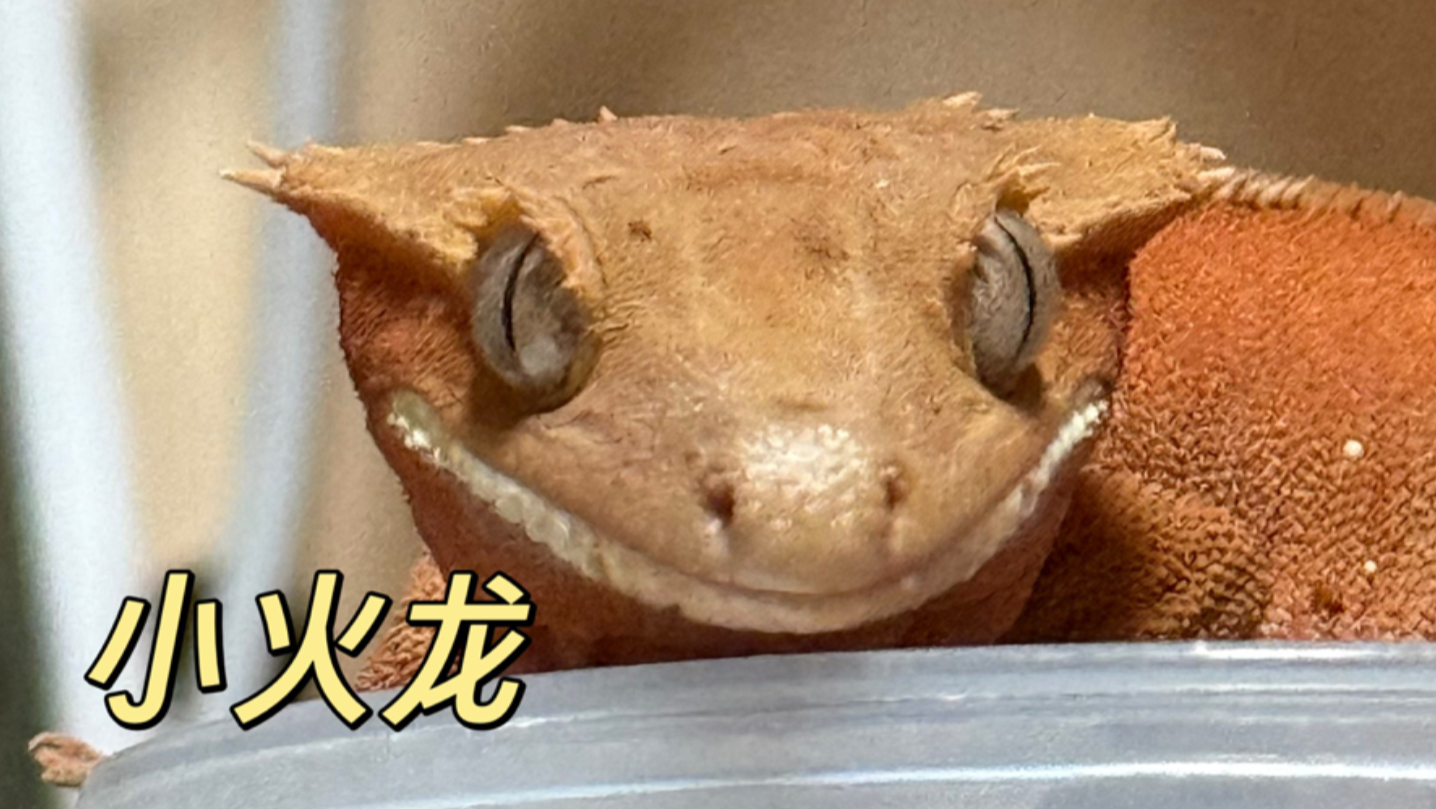 睫角：我！是！恶！龙！