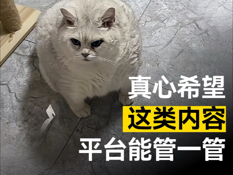 很好奇，这种肥猫视频为什么这么多人喜欢？