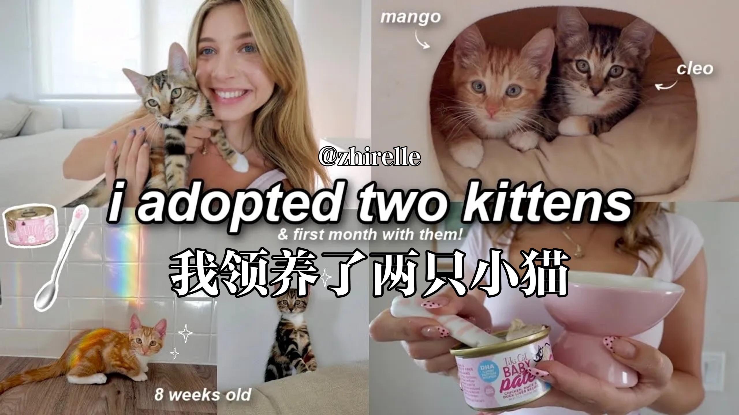 【中英】zhirelle * 我领养了两只小猫!!/买宠物用品/购物分