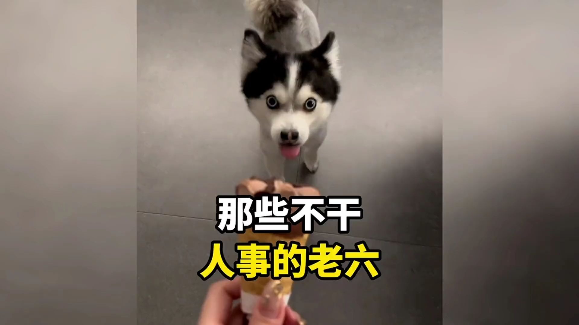 动物：讨厌那些没有边界感的人 #不干人事