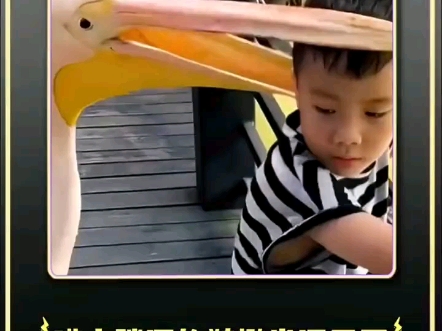 嘴大膛深的鹈鹕尝遍天下# 万万没想到 # 搞笑
