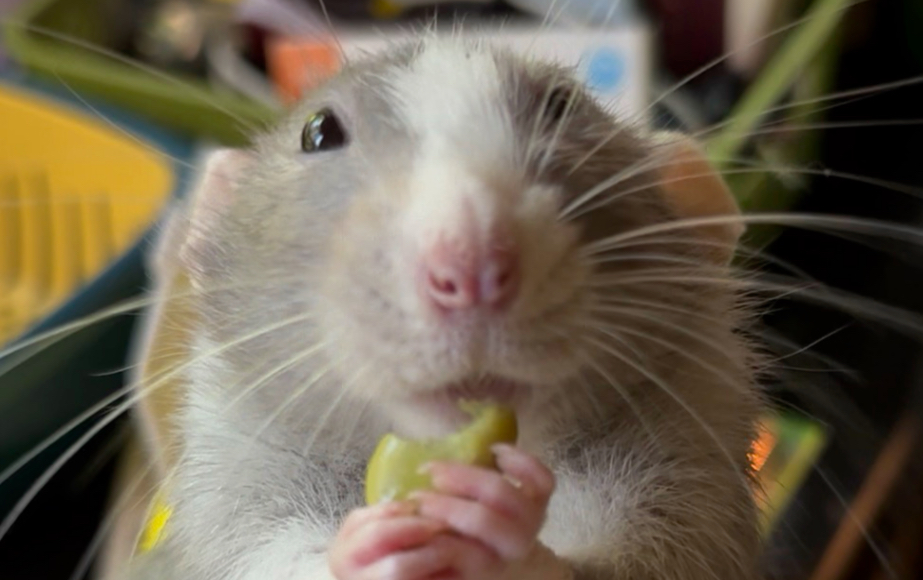 人，你愿意花半分钟看老鼠吃豌豆吗？