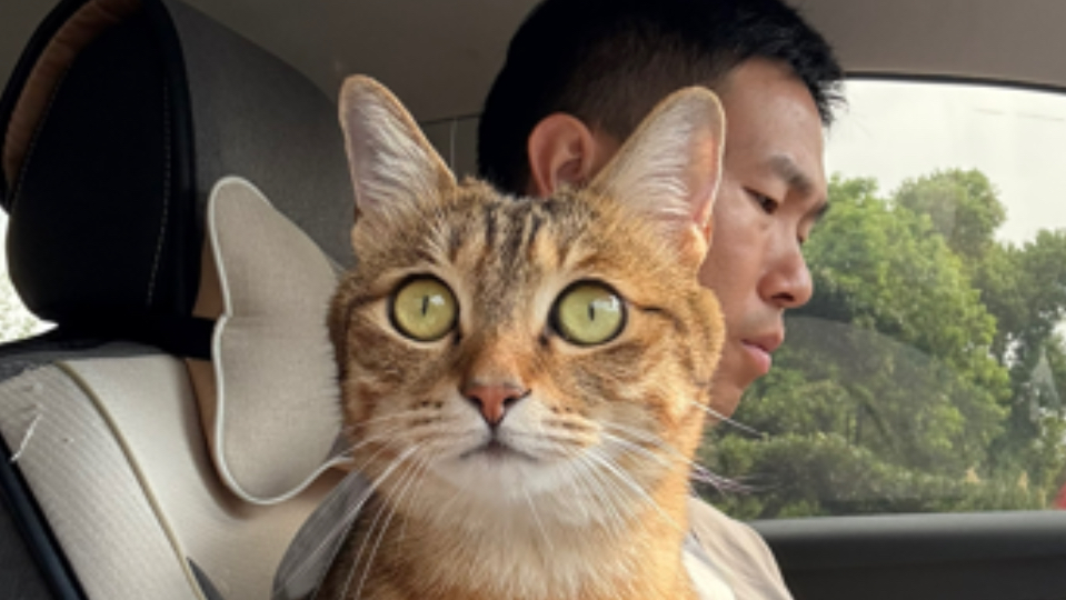 小猫也放暑假啦，回老家见朋友喽