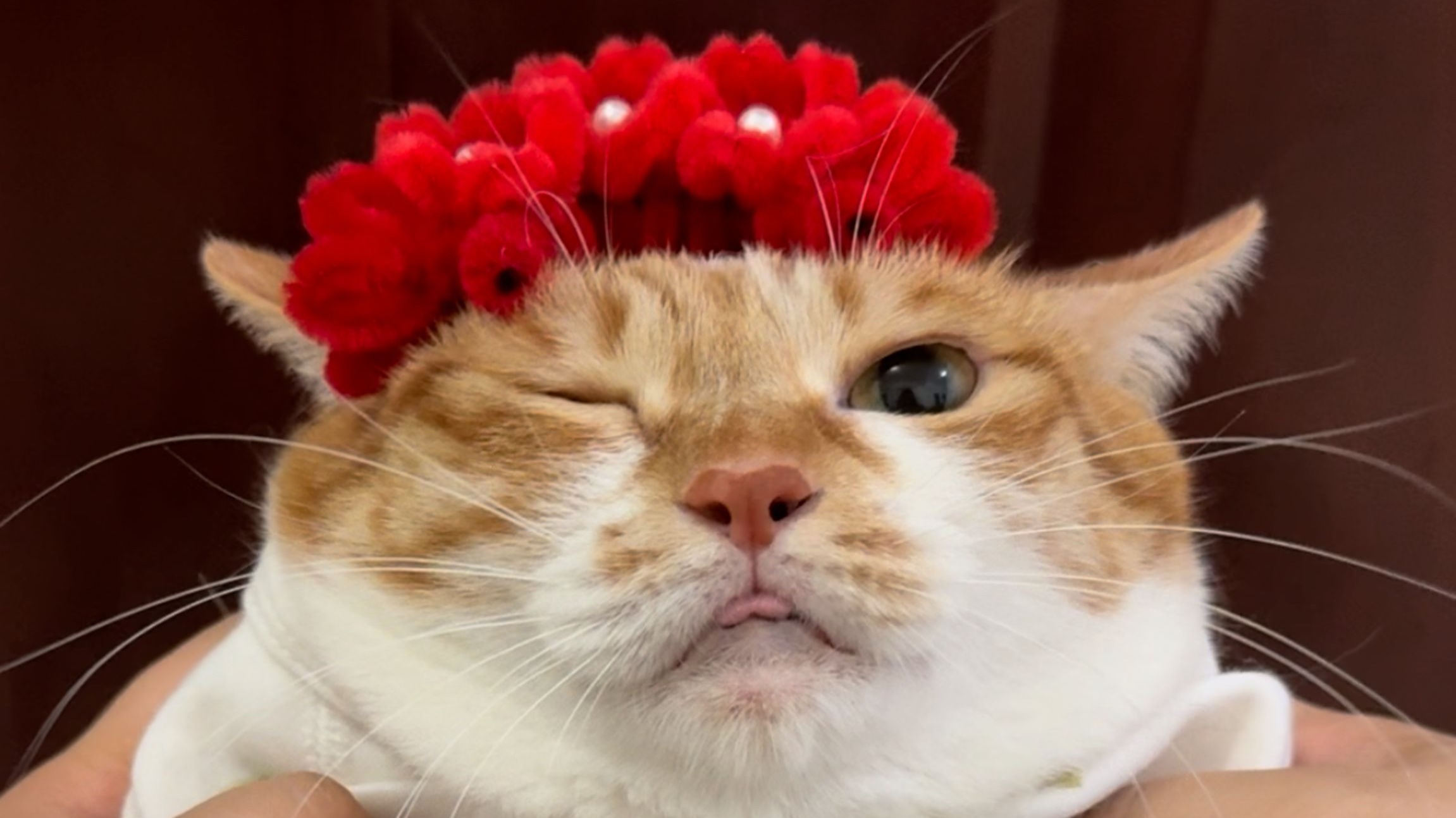 跨越1000公里，我们帮一只小猫找到了家