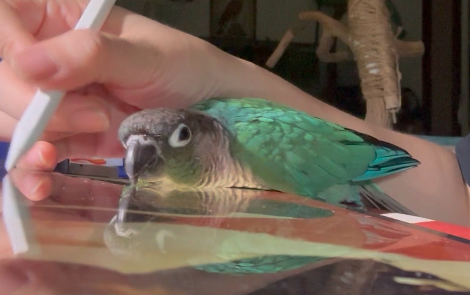 一款多动症画画搭子