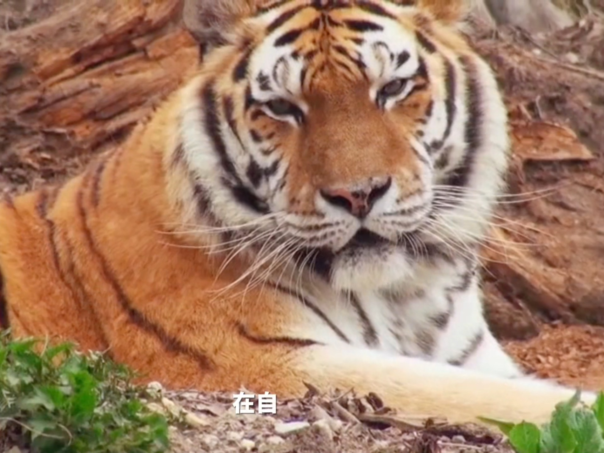 “大猫猫”的15个冷知识