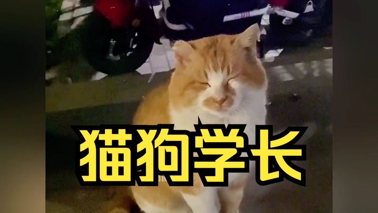 校园里的那些猫狗学长，你们就是这么对待学长的？