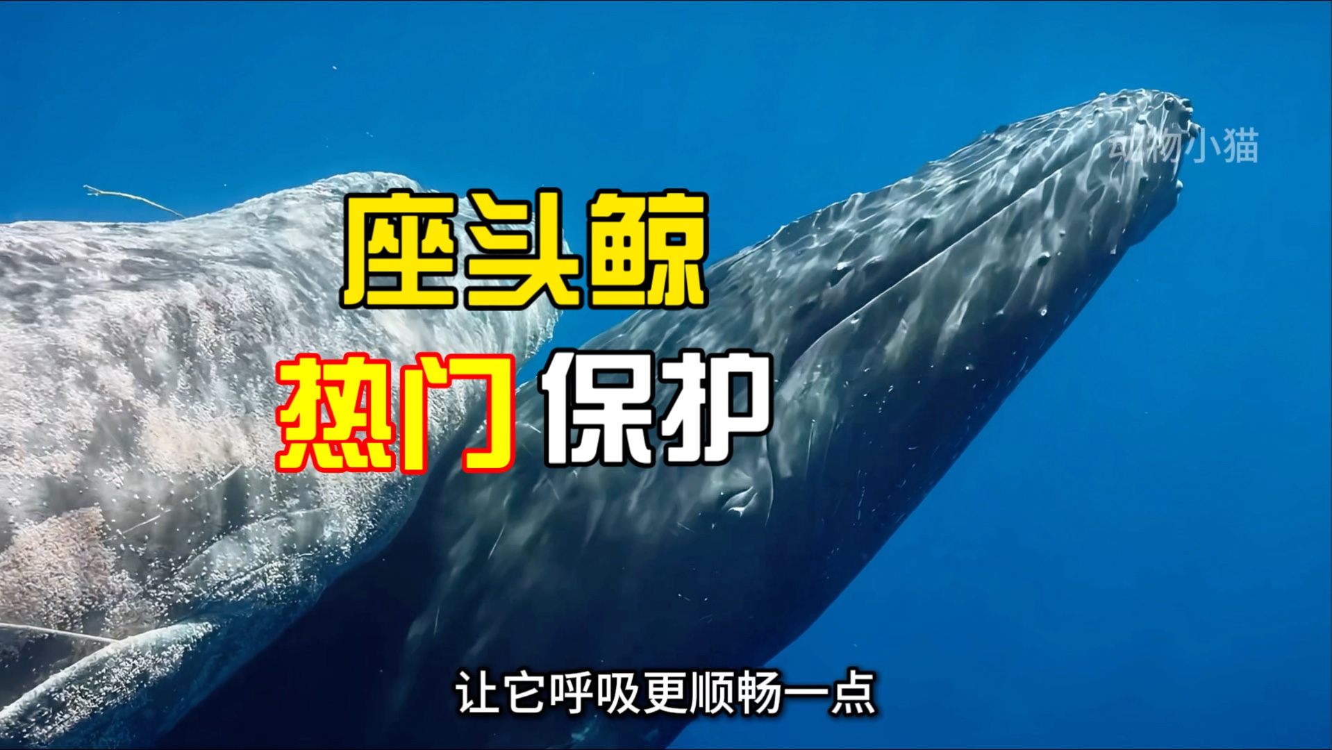 千万年的生灵他们正在面临前所未有的困难