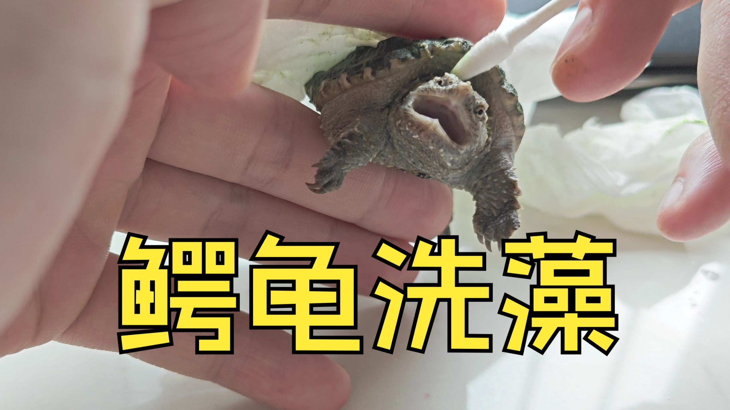 鳄龟绿藻清理分享