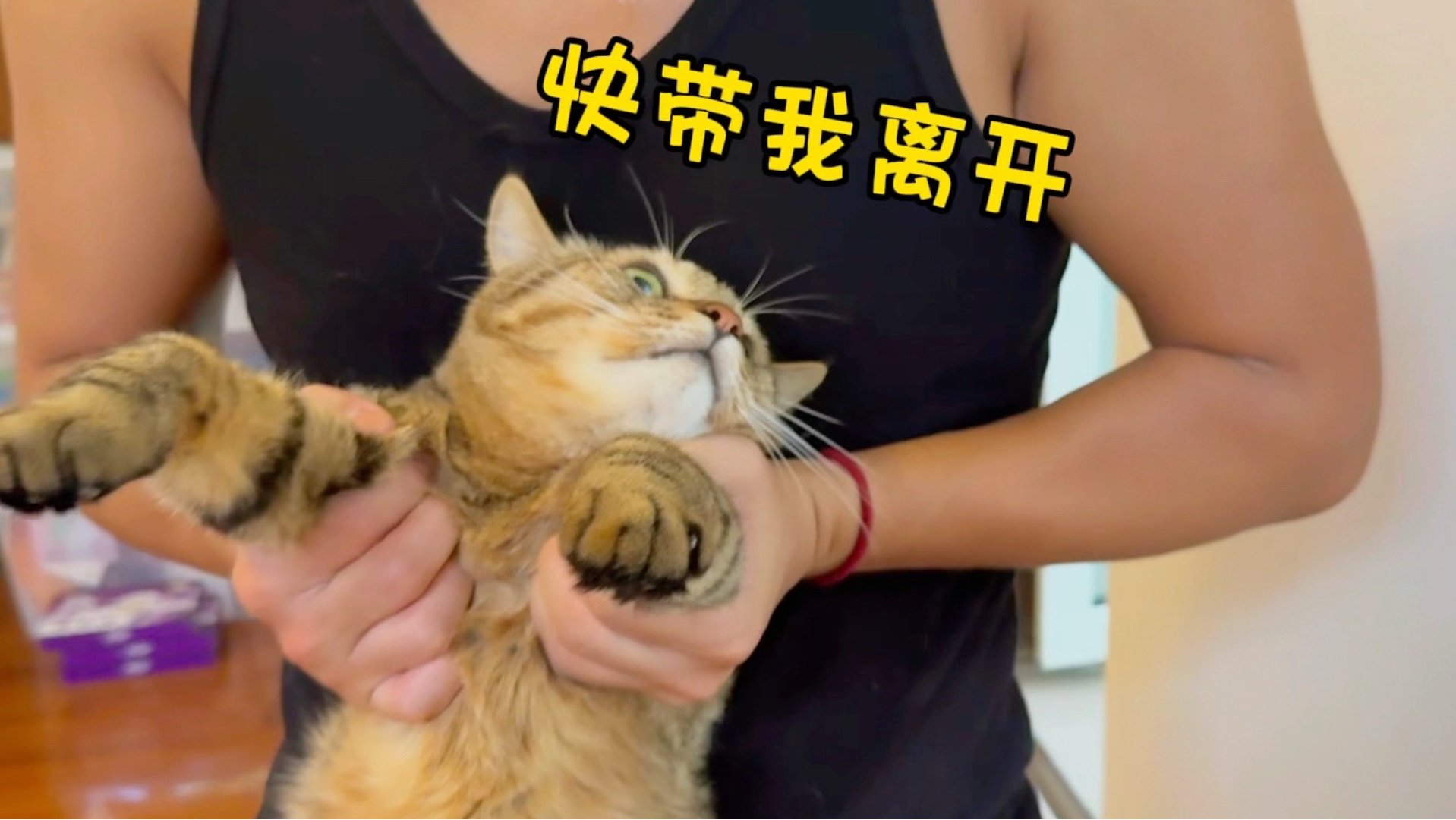 乱尿小猫咪的“假释时间”到 这次他能否平安度过