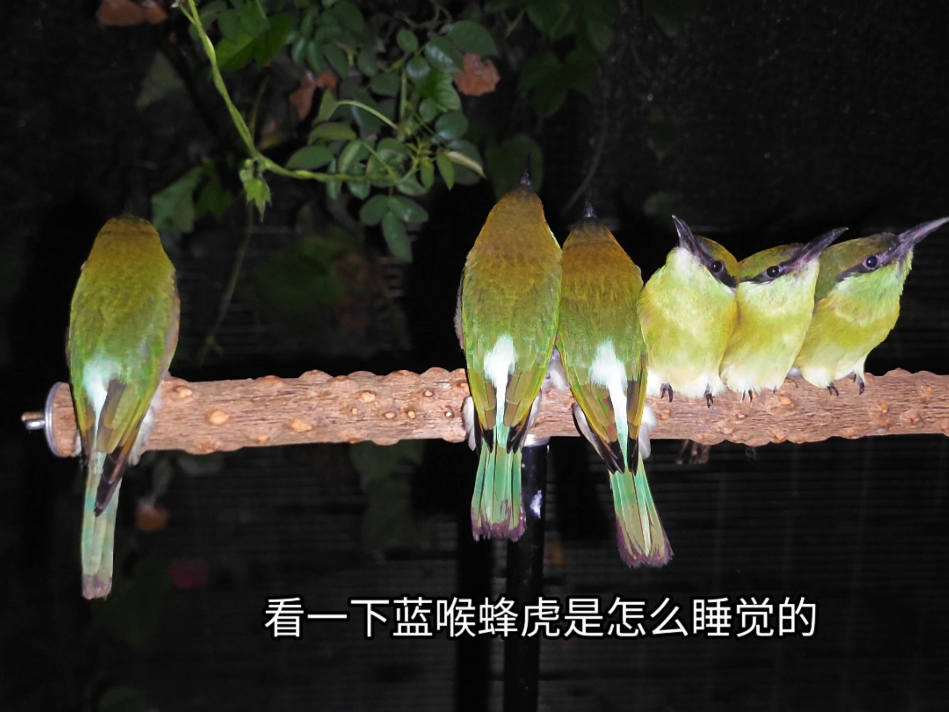 看看鸟和鸟之间的边界感有多强！