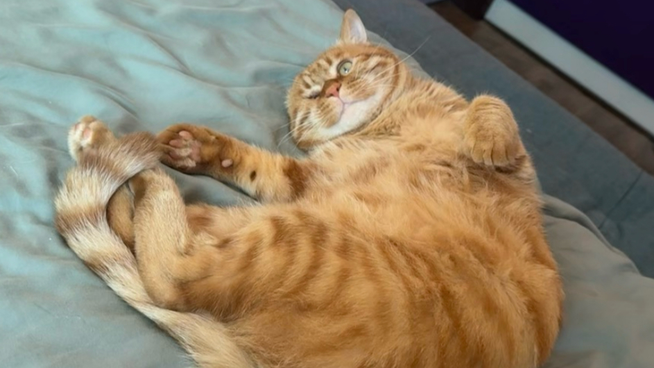 这都是我多年养猫的心得~一般人我都不告诉