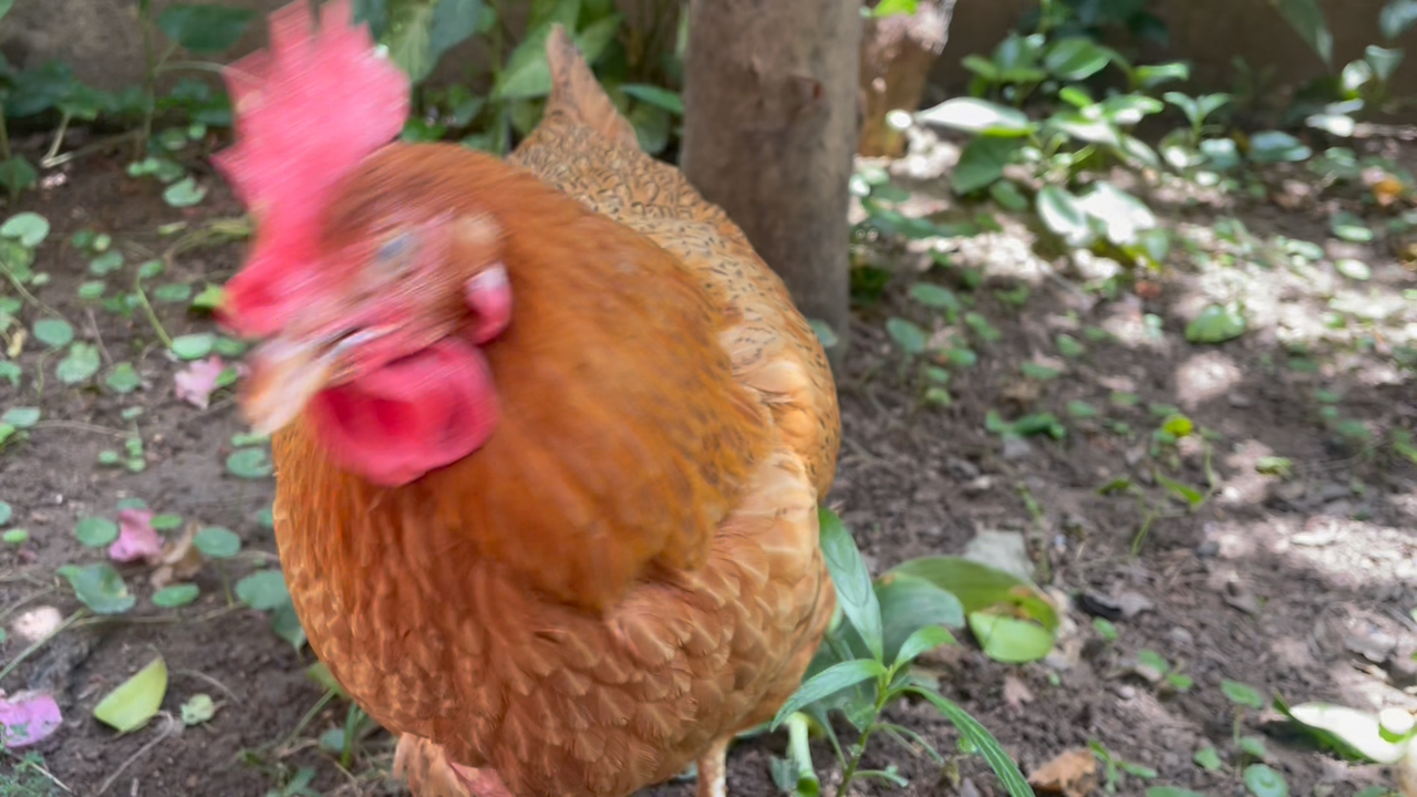 吃饭过来凑热闹的鸡