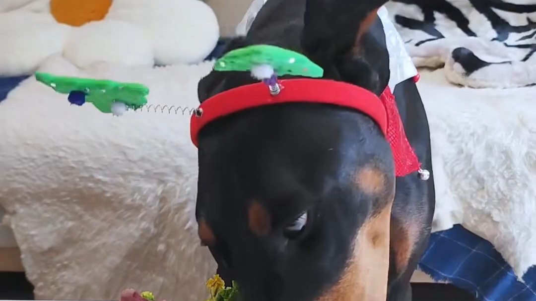 吃相潦草，香到跺脚