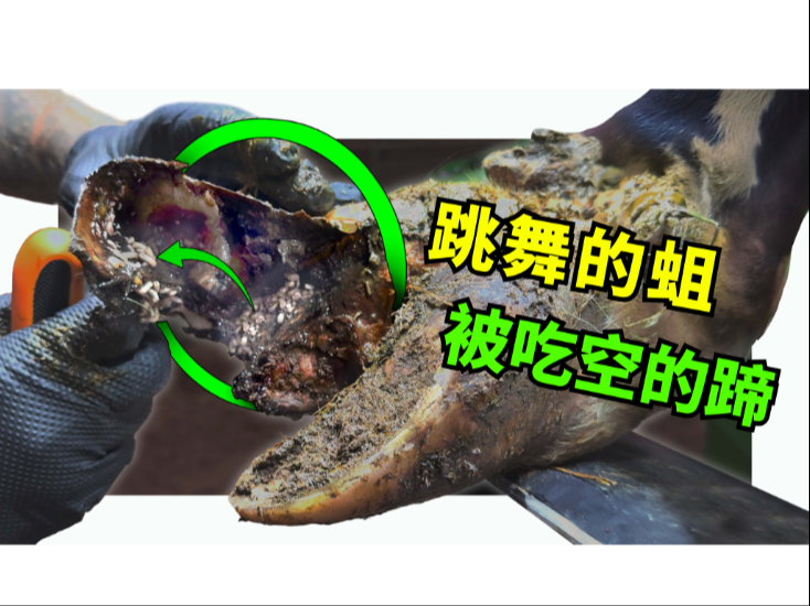 【沉浸式修蹄】跳舞的蛆，被吃空的蹄，重口预警！
