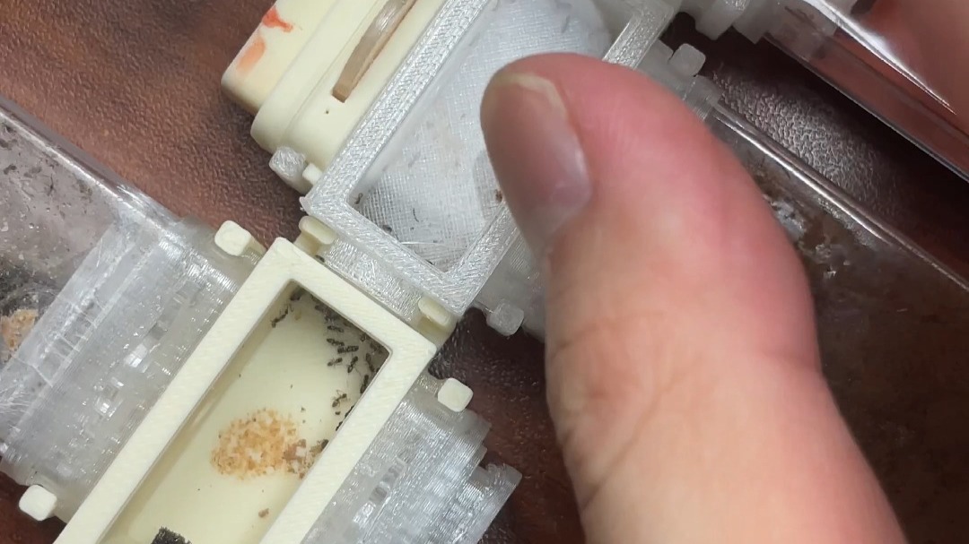 【先天野采圣体】蚂蚁:初级BOSS刷新中....