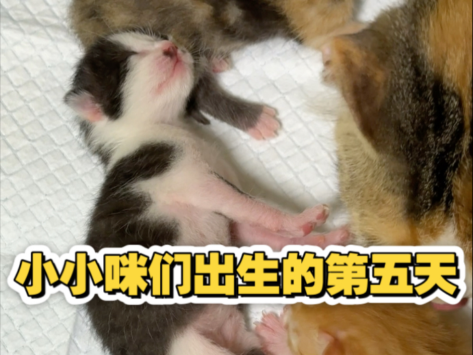 小小咪们出生第五天