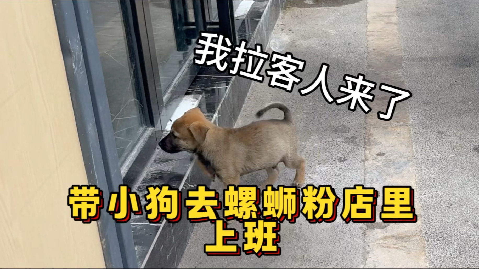 农村沉浸式体验当“狗皇帝”的日常！带小狗到螺蛳粉店里上班，还