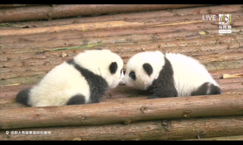 【20250731 Pandapia直播录屏 大熊猫和花和叶】看点库存mini