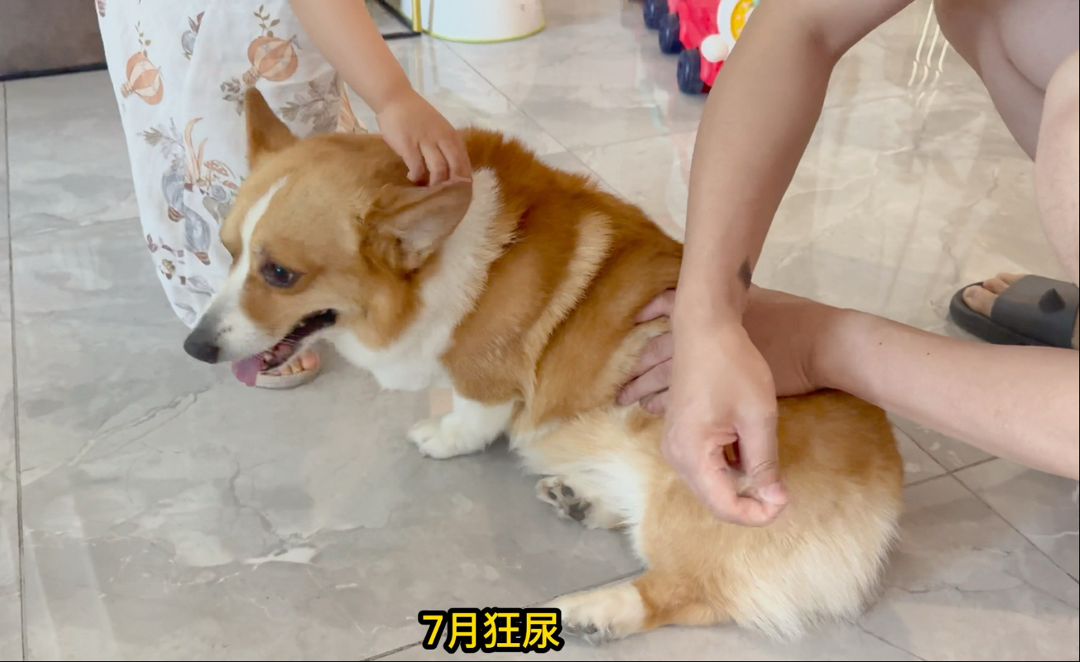 【七月与摩卡】嫉妒心很强的小狗一只