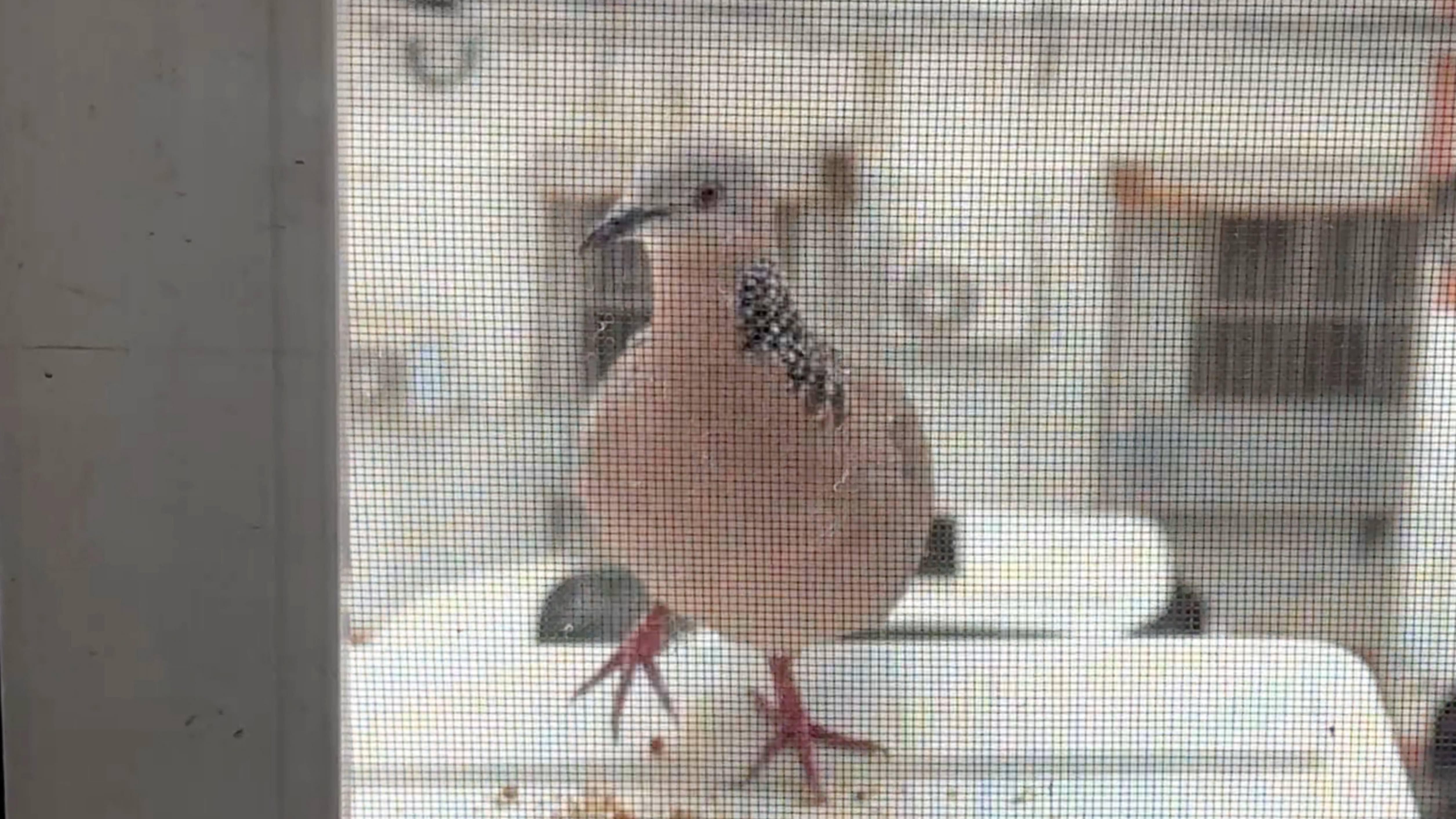 早上好【斑鸠】