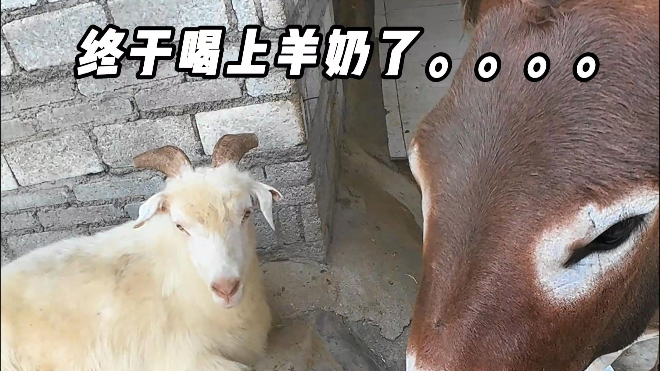 终于喝上羊奶了，小羊镇懂事