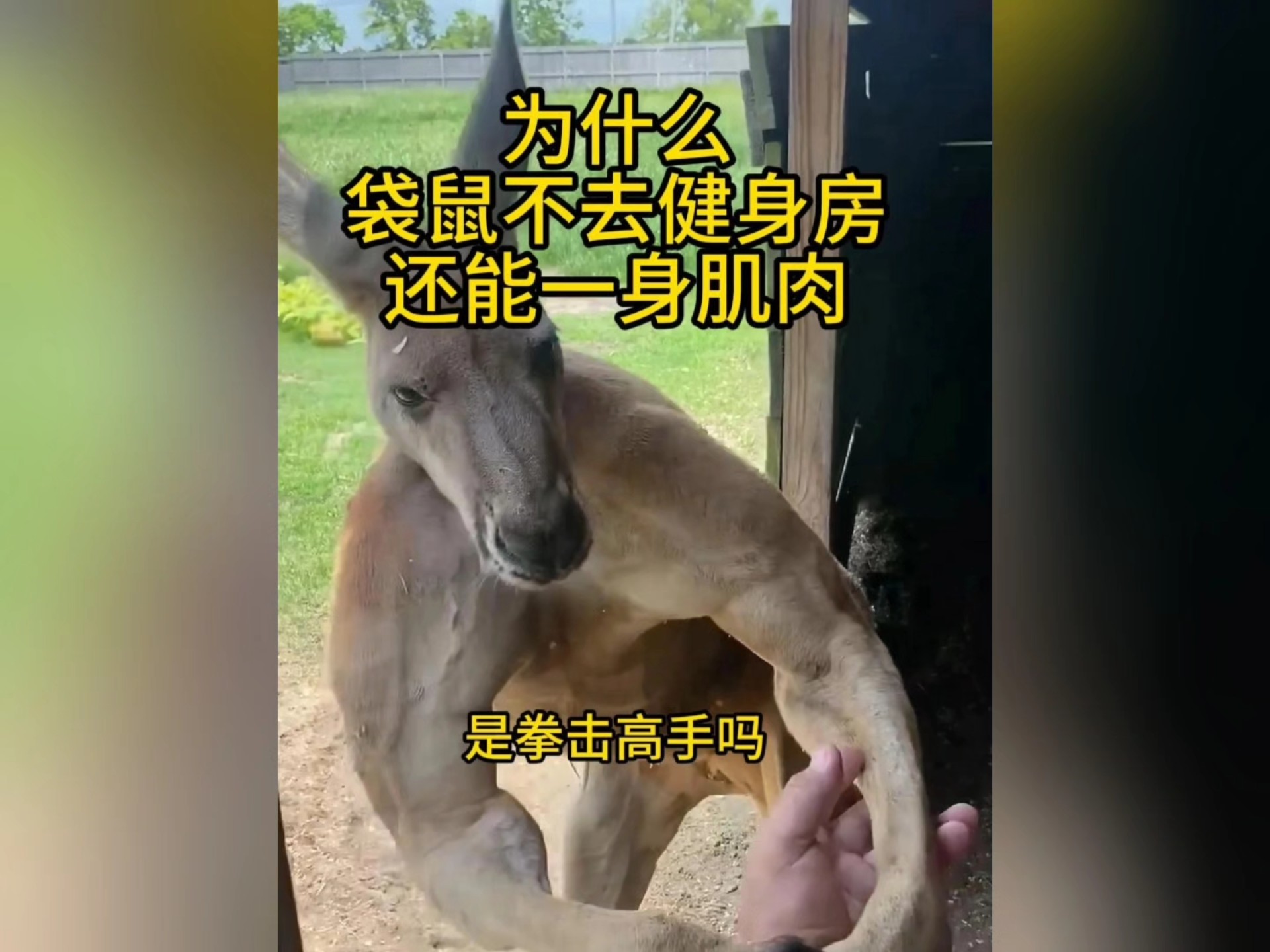 拳王泰森能打得过袋鼠吗？