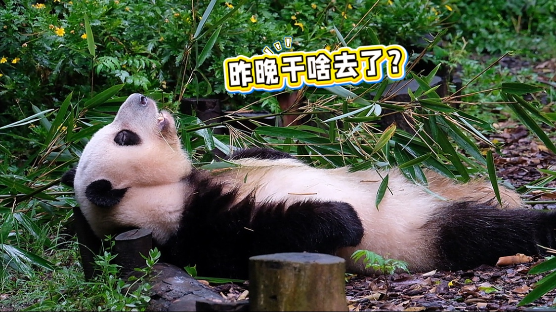 25.08.09 每天睡到自然醒，躺平天花板，像这样松弛的小熊不多了！