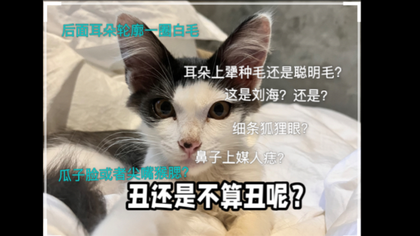 捡回来的小猫被嫌弃