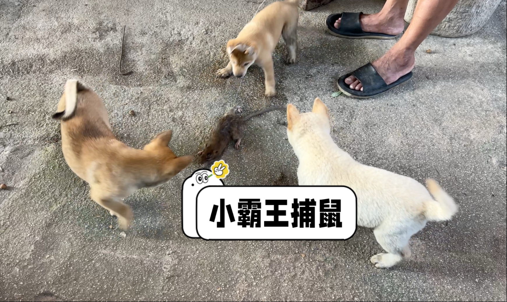 狗王遇见老鼠会怎么样？小何在一旁看着哈哈大笑
