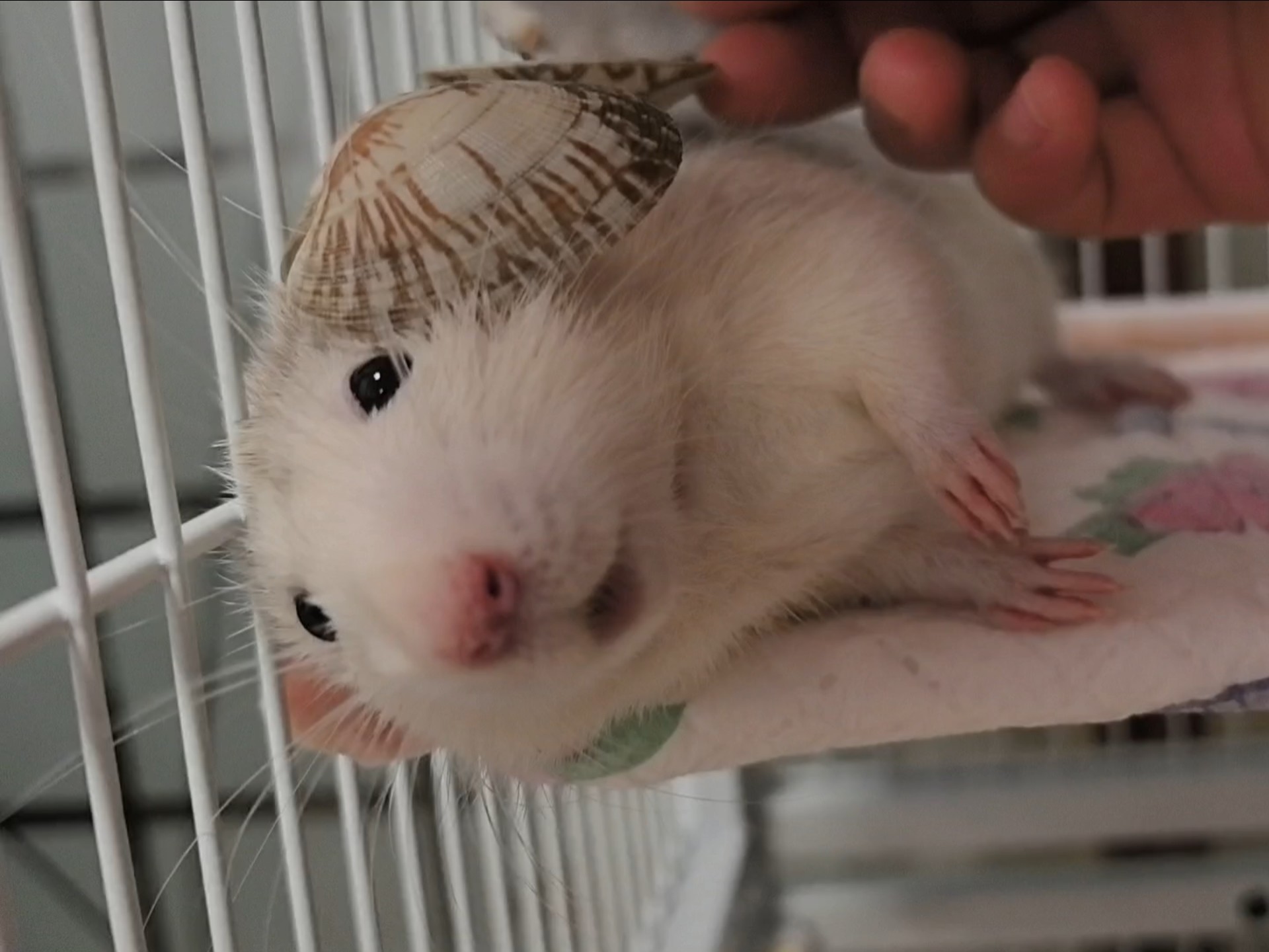 鼠鼠我呀今天又被强制爱了呜呜呜呜