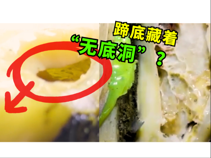 【高能修蹄】牛牛蹄底藏着 “无底洞”！？