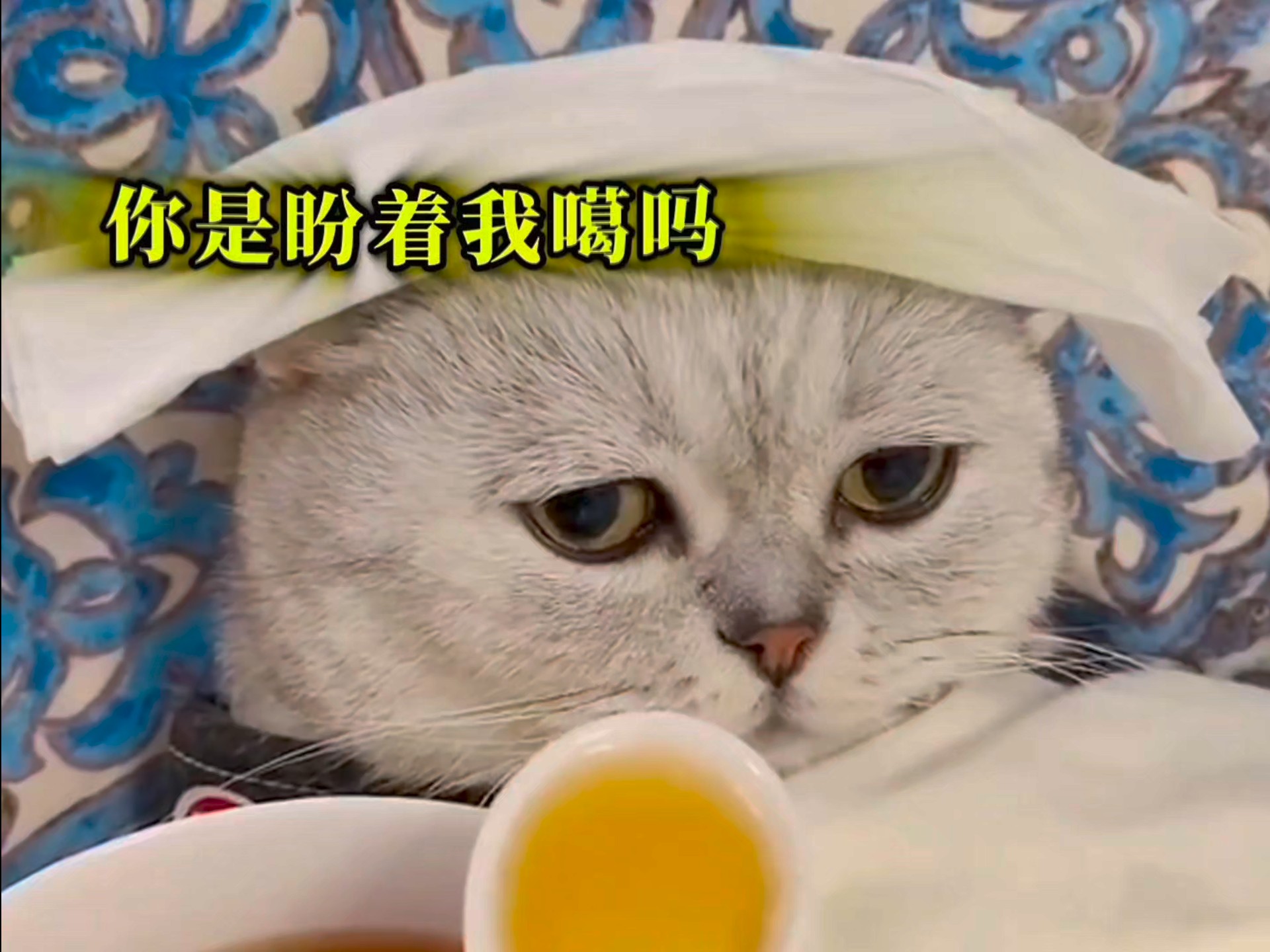 摆拍绝对是摆拍，怎么会有小猫这么倒霉