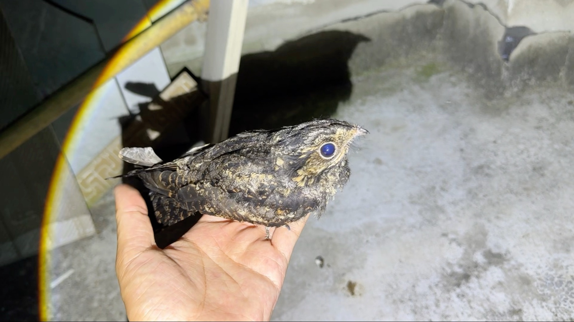 养了几个月终于可以放了