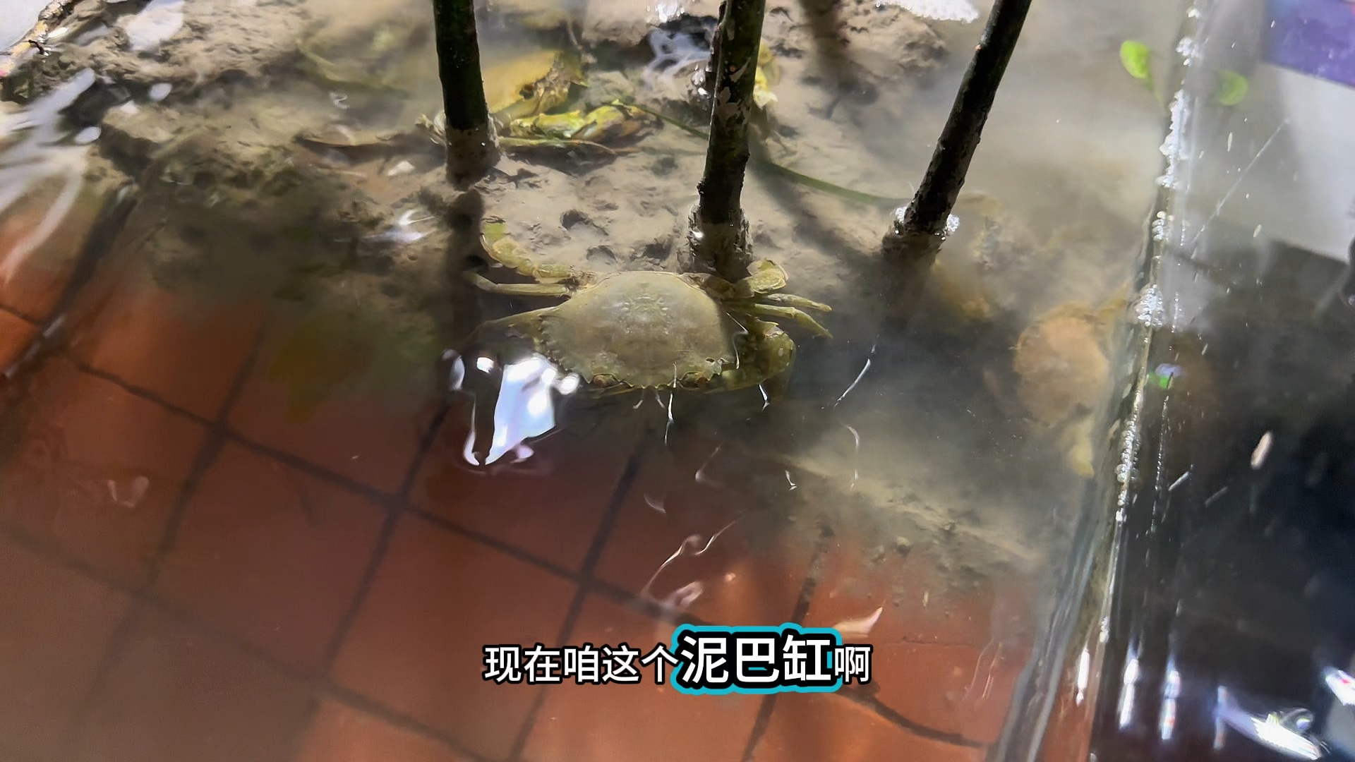 泥巴缸第32天，第三批青蟹