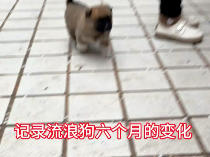 捡到的一只流浪狗小奶狗，养了六个月会发生什么变化？