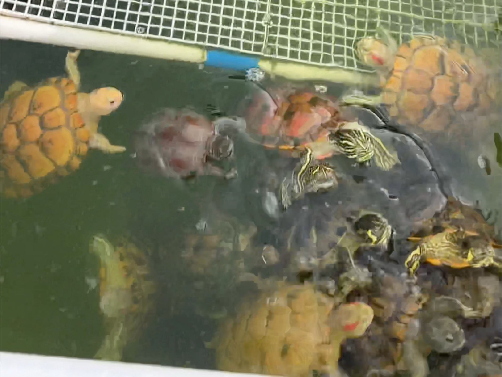 长大咯，回到这个缸好明显哈哈哈哈哈又在褪皮了真不错嘿嘿