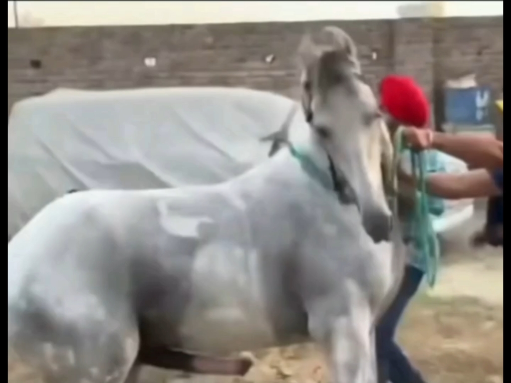 万物共灵（十三）——奔腾$浩大