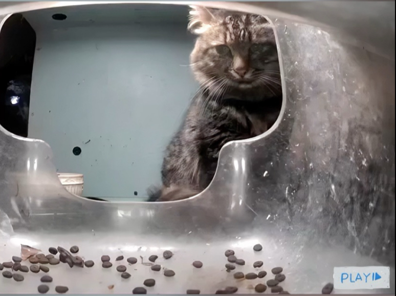 沉浸式打扫脏脏包的猫屋