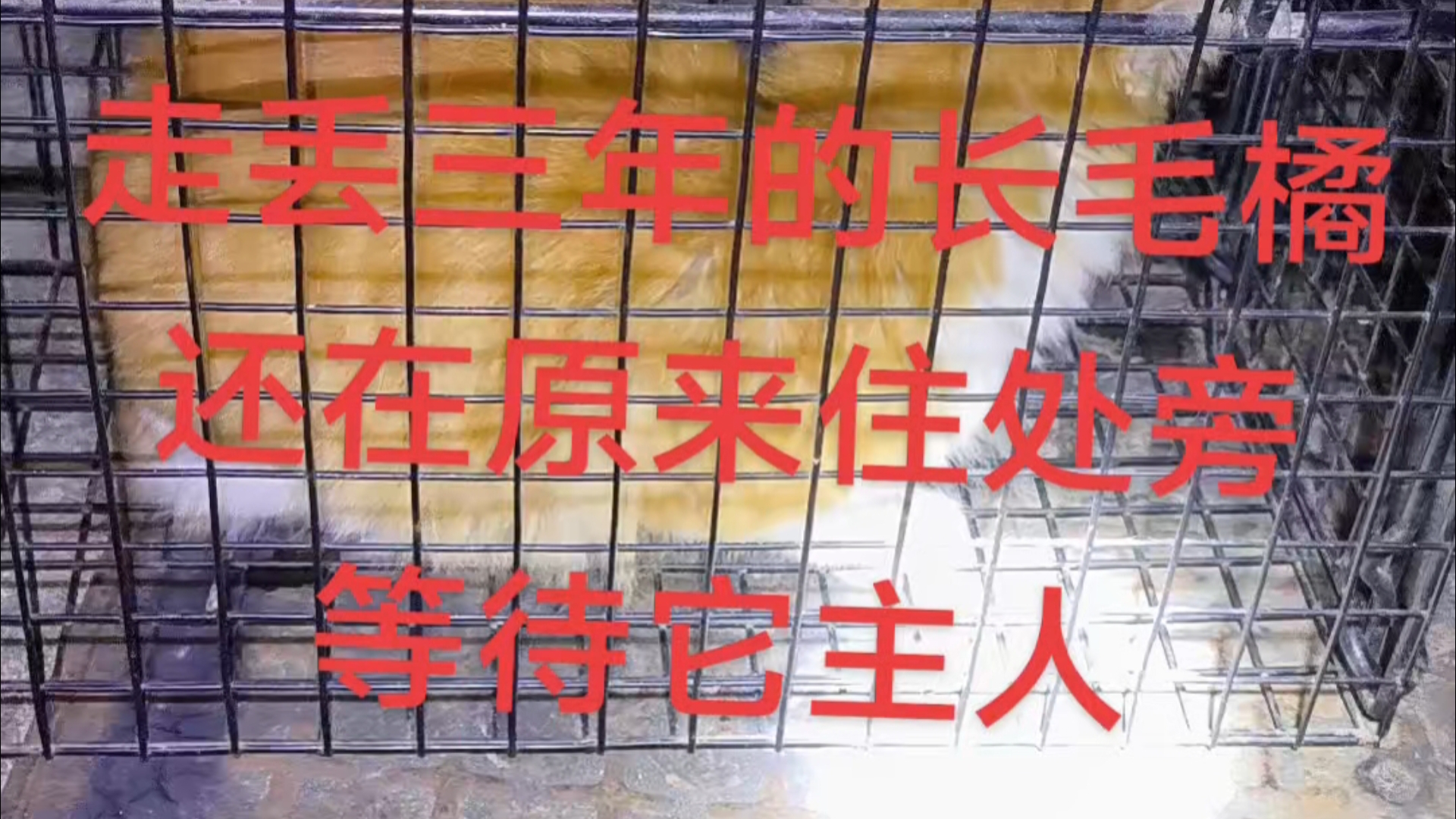 猫咪主人因为思念三年前搬家时丢失的长毛橘，回去原住小区转一