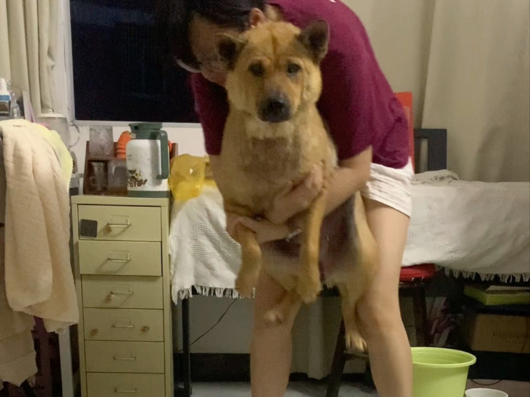 沙被旺财的体重增减永远是个谜