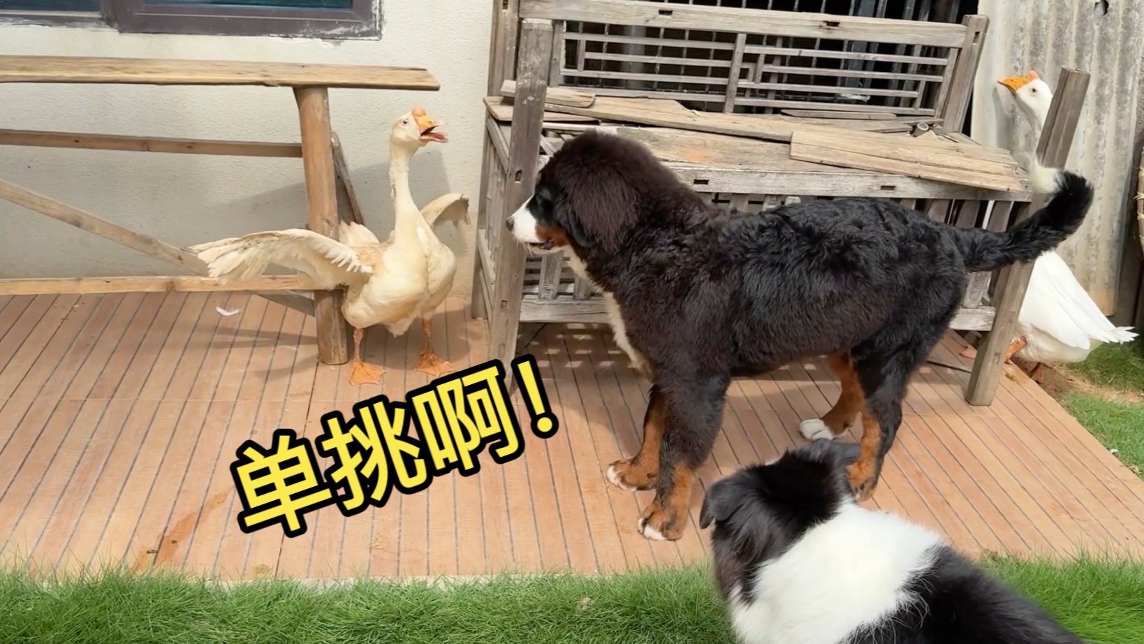 同样是面对村霸大鹅，狗是狗，二哈是二哈！