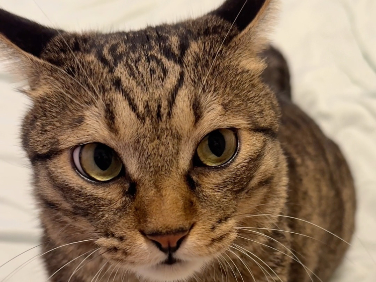 猫：如果你听不懂咪说话，那本咪也略通些拳脚！