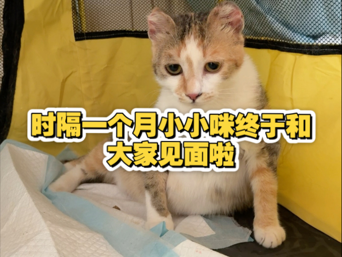 时隔一个月小小咪终于和大家见面啦