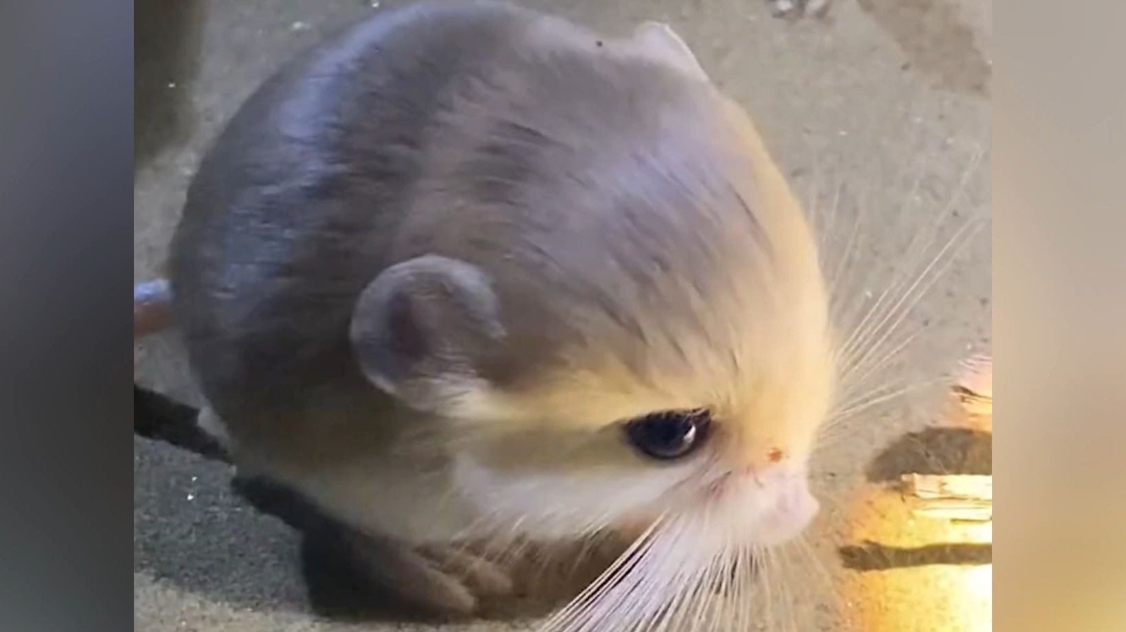 这些丑萌的动物，居然还有可爱版本