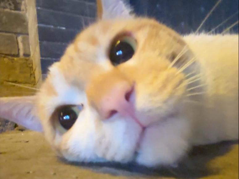 居然还有两幅面孔，高冷赶路小猫秒变撒娇米米