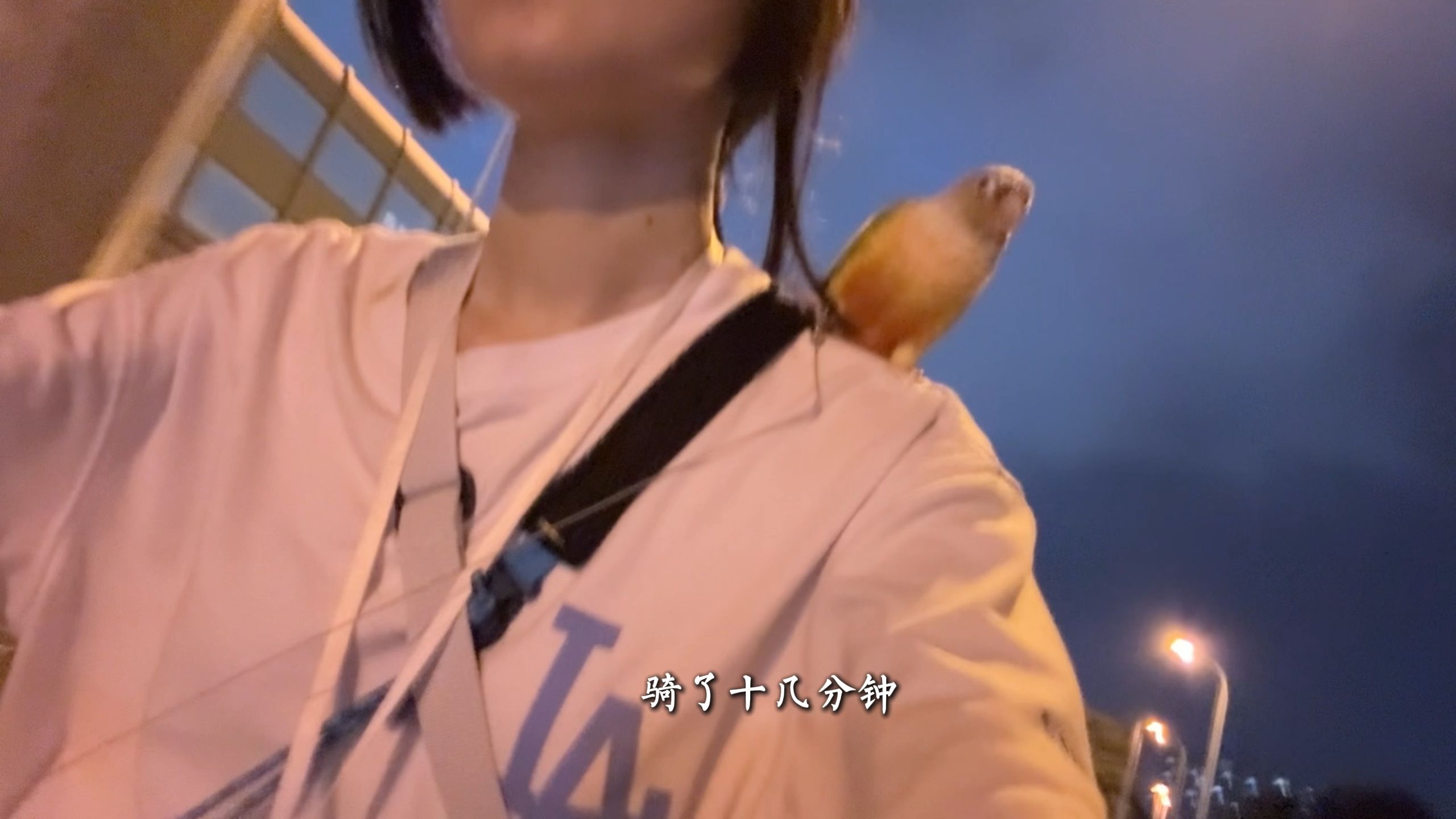 一线城市下班，我并没有丰富的夜生活。假如没有宠物我会孤独吗