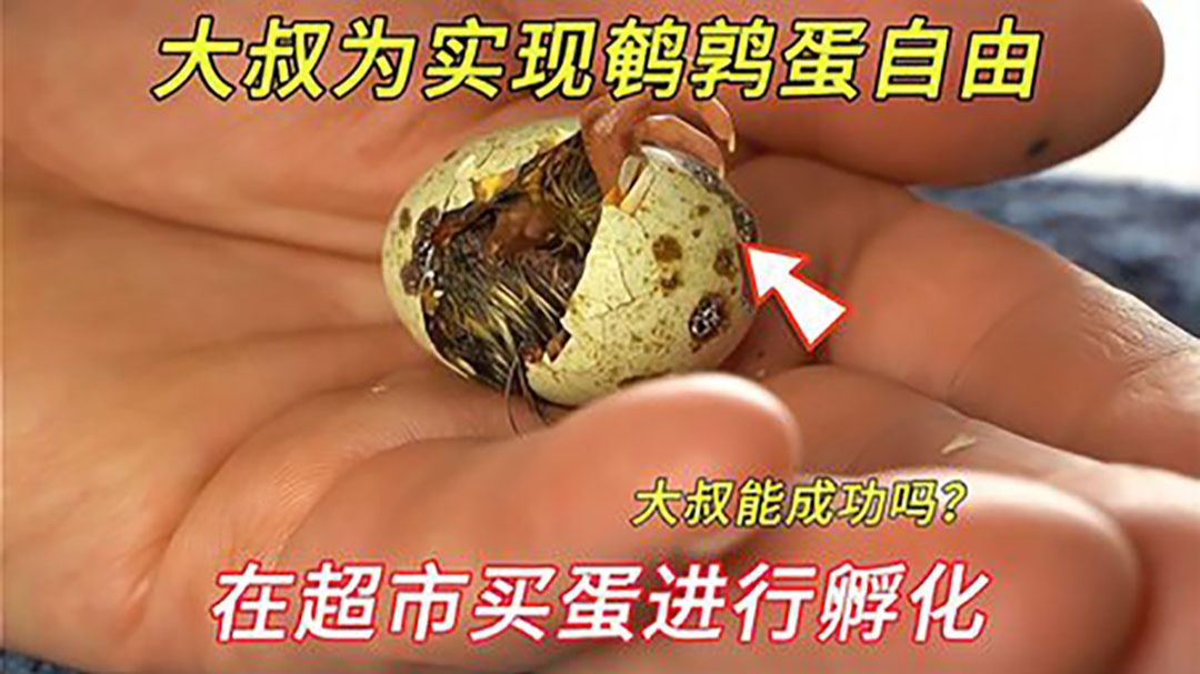 大叔在超市买鹌鹑蛋进行孵化